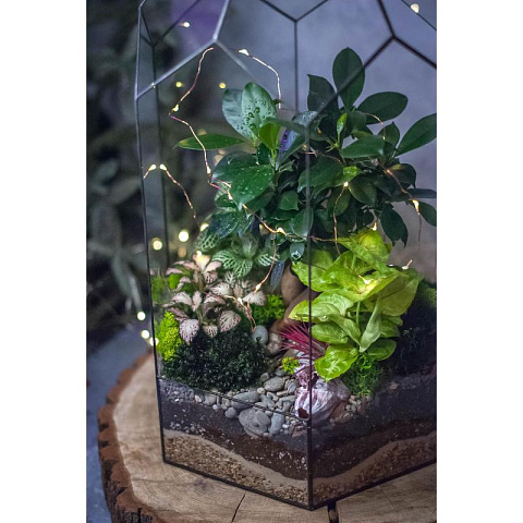 Сад в стекле “Эйфория” - рис 5.