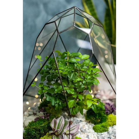 Сад в стекле Гармония природы - рис 2.