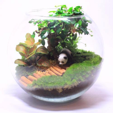 Сад в стекле “Бонсай” - рис 2.