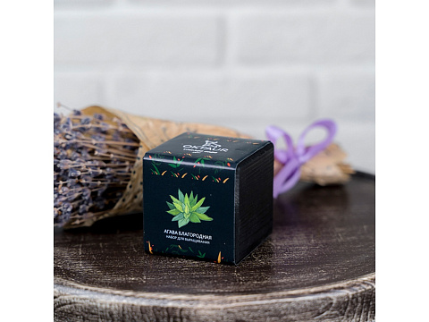 Набор для выращивания Small village cube Агава Благородная - рис 3.